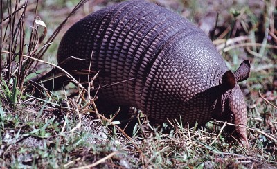 九带犰狳(Dasypus Novemcinctus)