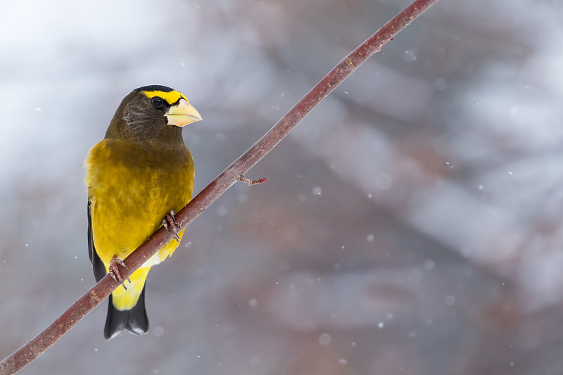 晚上Grosbeak-Coccothraustes vespertinus