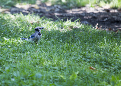 蓝鸟 (Cyanocitta cristata cristata)