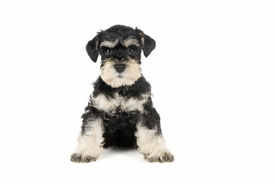 迷你雪纳瑞犬幼犬3周大，隔离在白色上