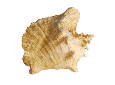 海贝壳