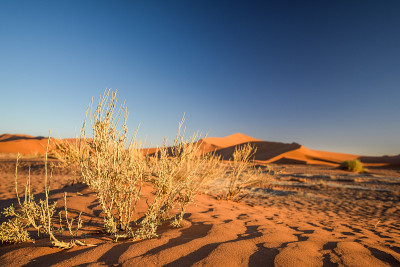 这是非洲纳米比亚纳米布沙漠附近索苏斯瓦莱(Sossusvlei)死草灌木丛的特写。美丽的红色沙丘的背