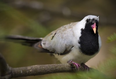 大白耳鹎(Pycnonotus leucotis)鸟
