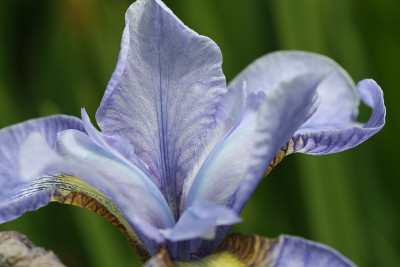 蓝花