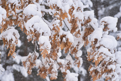 森林里的秋叶覆盖着雪
