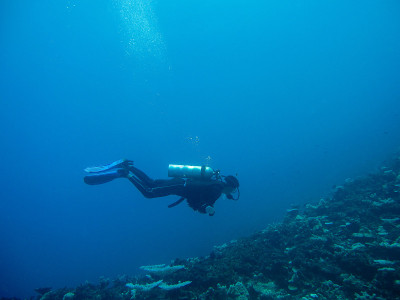 diver in the coral reef