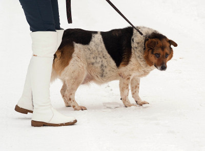 白、红、黑相间的粗杂种犬