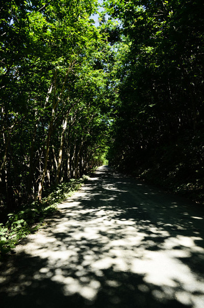 日本北海道知床之夏路