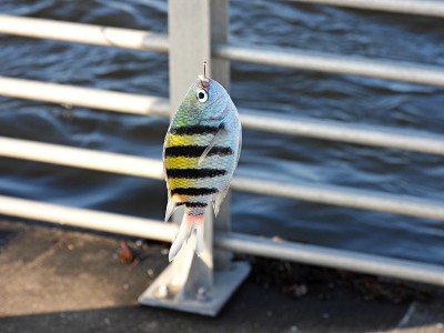 军士长(Abudefduf saxatilis)从钓鱼码头钓到的鱼