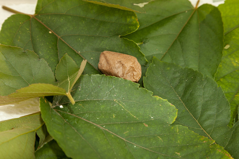 月蛾的茧在西番莲的叶子中