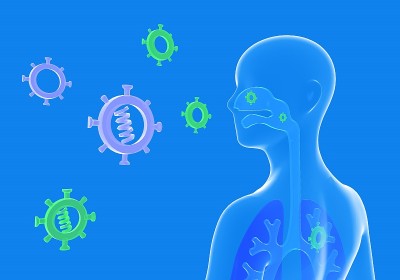 人体呼吸系统和可以进入的病毒和细菌的简化人体解剖的3D插图。