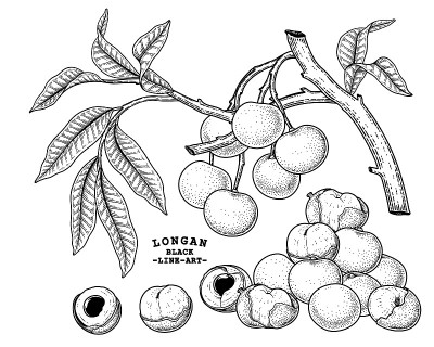 龙眼水果手绘元素植物插画