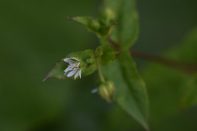 鸡尾草(Stellaria media) /石竹科草