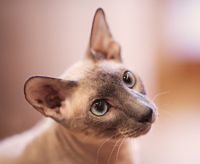 无毛猫