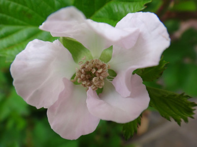 黑莓花