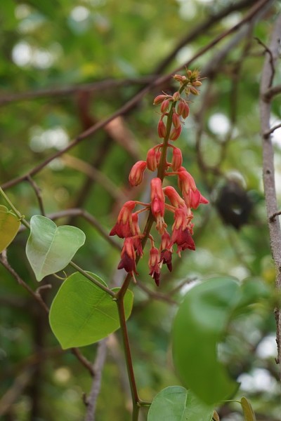 紫荆花strychnifolia花