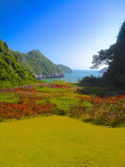 野花