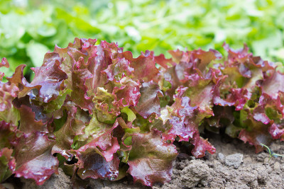 沙拉 Lollo Rosso 在床上。种植草药。农业概念