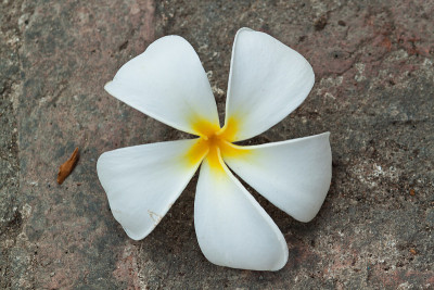 弗兰吉帕尼， 普卢梅里亚花