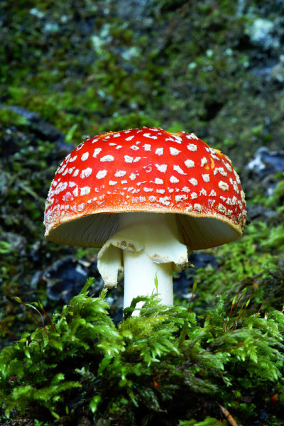 红色蘑菇