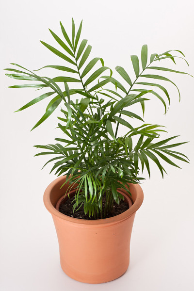 Chamaedorea室内盆栽植物