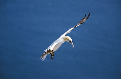 Northern Gannet, sula bassana, Adult in Flight, Bo
