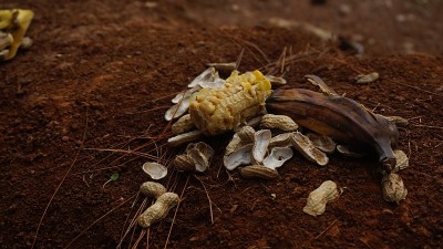 户外的垃圾只有剩下的花生、玉米和香蕉。