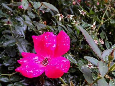 粉红色的花和雨