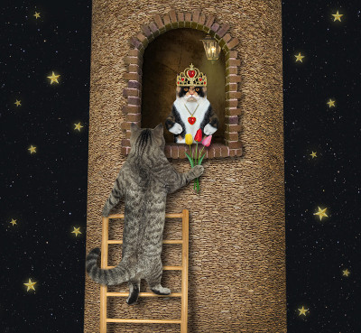 猫灰带着郁金香爬上了梯子