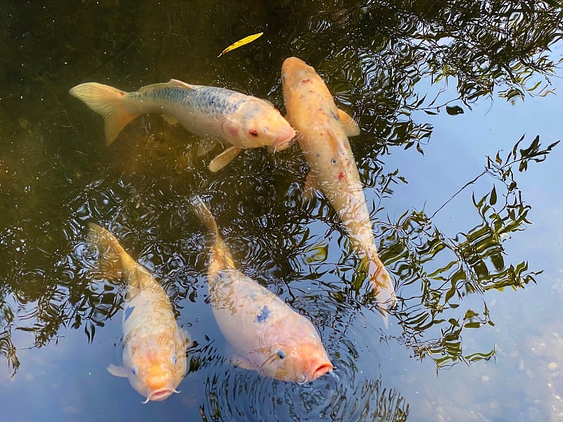 锦鲤鱼（塞浦路斯红豆），金利，西基戈伊，柯伊卡芬或柯伊萨兰