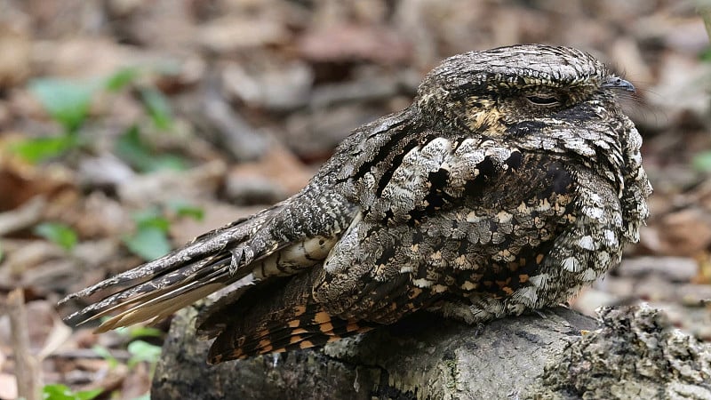 东部夜鸱(Antrostomus vociferus)是一种来自北美的中型夜鹰