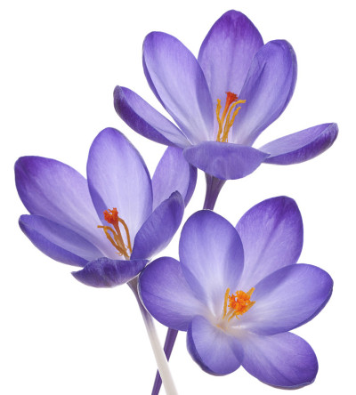 番红花属