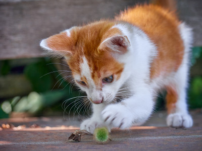 草丛里的小猫。