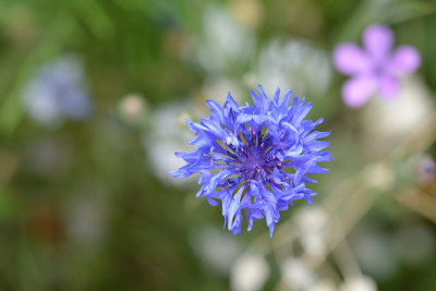 矢车菊