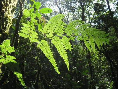 Fern-Helecho