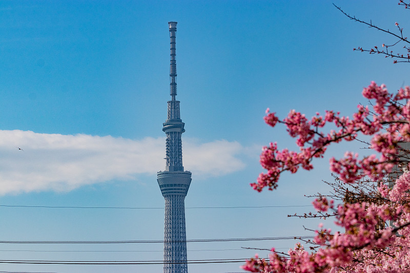 河津樱花和东京天空树在老中川，平井，江户川市，东京，日本