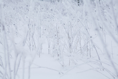 严重的霜冻在田野植物-高草在深雪，美丽的极端冬天都在白色。