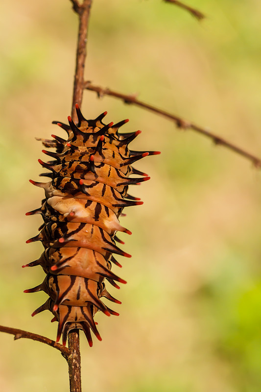 卡特彼勒黄金birdwing