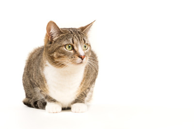白底灰猫