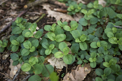 Veronica officinalis