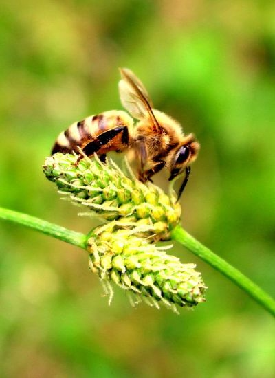 蜜蜂