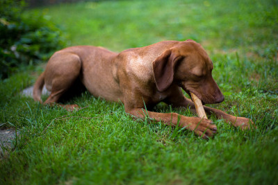 Vizsla小狗在草地上玩耍