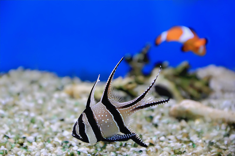 水族馆鱼类