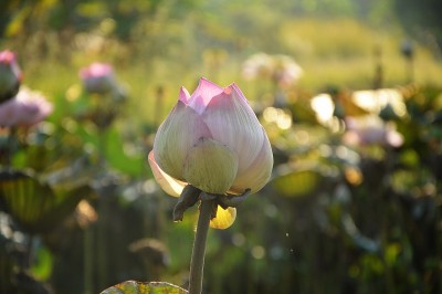 早晨的荷花