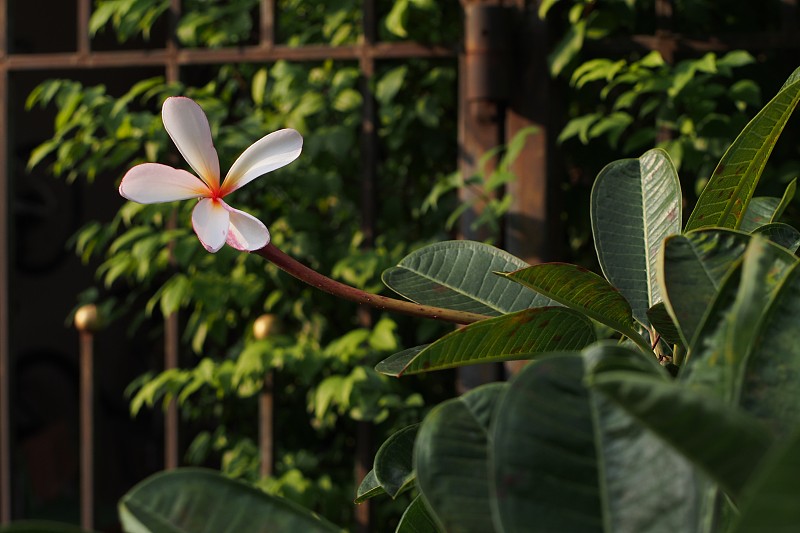 寺树花，夹竹桃科鸡蛋花或鸡蛋花