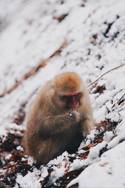 日本雪猴肖像特写
