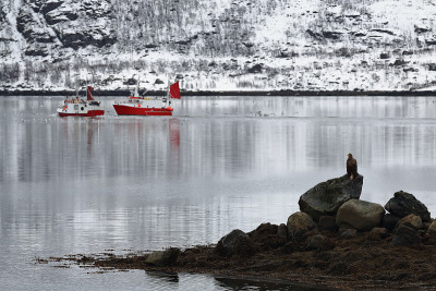 Fishingboats Austnesfjorden。栖息在岩石上的白尾鹰。Sildpollnes