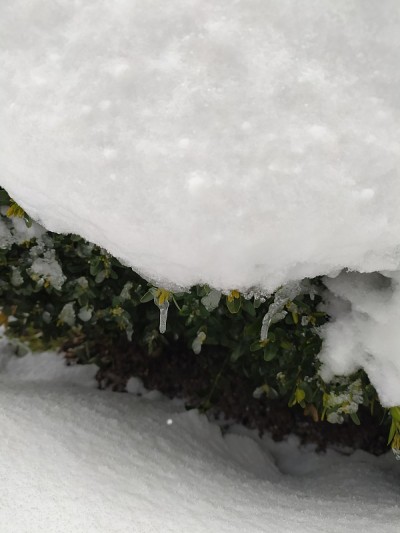 春天下雪