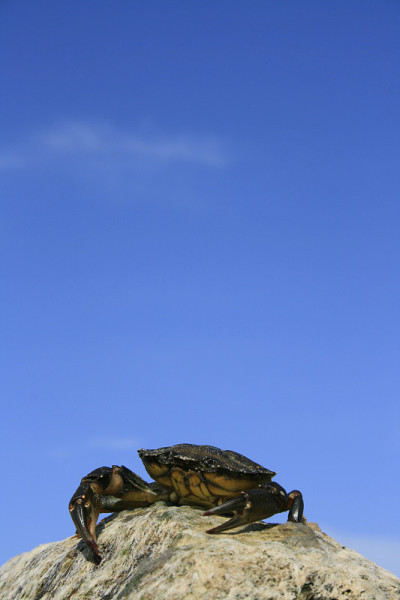 岩蟹