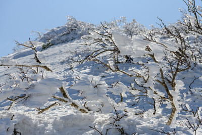 树木被冰雪覆盖